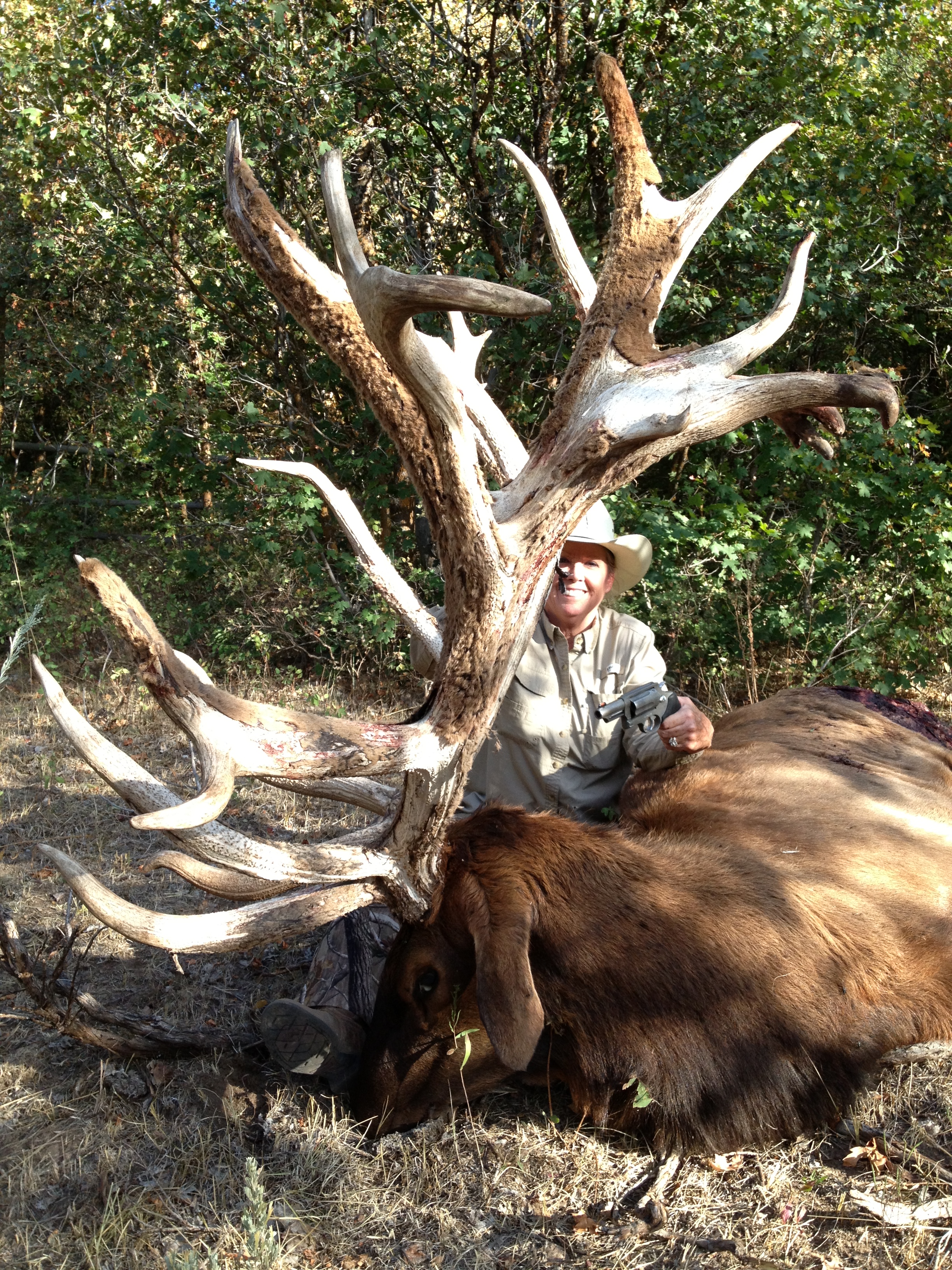 world record bull elk 2011 click for details new world record elk the 