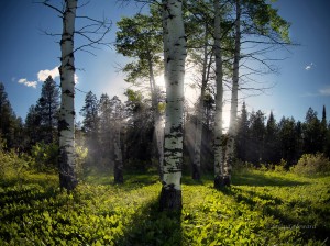 Idaho, aspens, aspen, aspen forest, sun rays, evening light, forest, trees, shadow, Caribou Mountains, scenic, nature, landscape, mist, warm light, spring, forest light, HDR, sunlight