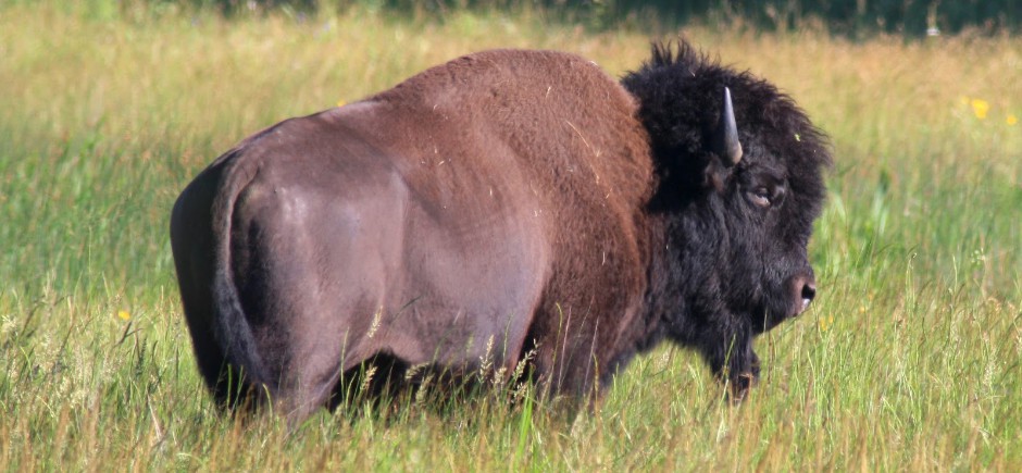 bison web site